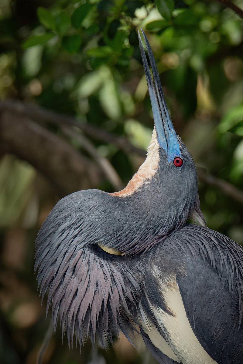 GOOD AFTERNOON #TwitterNatureCommunity 📸🪶 Take a look at the Fiery Red eyes of the Tricolored Heron as it fully displays its plumage to a female. #BirdsOfTwitter #BirdTwitter #Birds