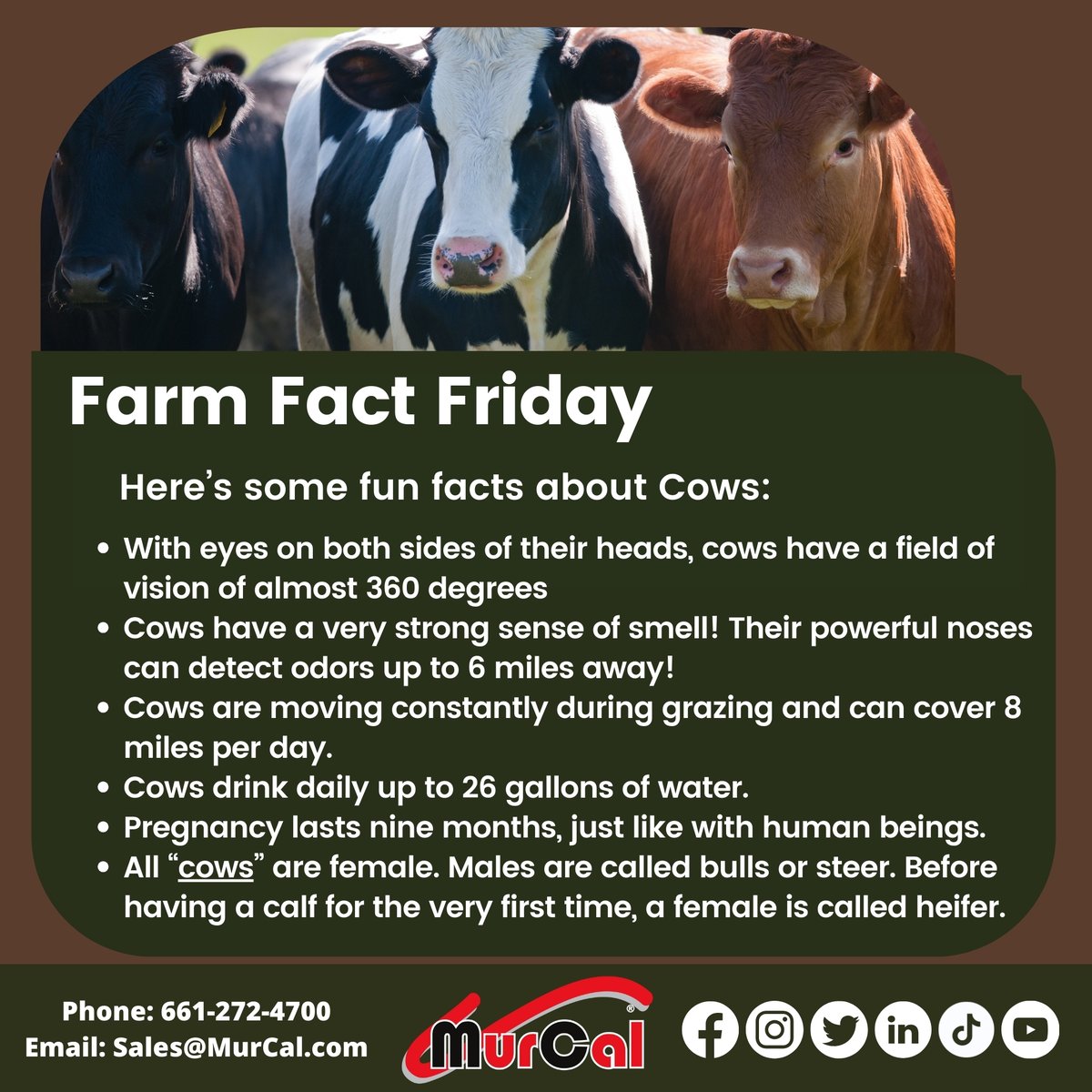 It's #FarmFactFriday 👨‍🌾 at MurCal.com!

Here’s some fun facts about Cows 🐄

#Cows #CattleFacts #CowsOfInstagram #CowLove #FarmLife #AnimalFacts #Cattle #FarmAnimals #CowsAreAmazing #FunFacts #DidYouKnow #FarmerLife #Agriculture #CowFacts #FarmLifeFriday #FarmLifeFun