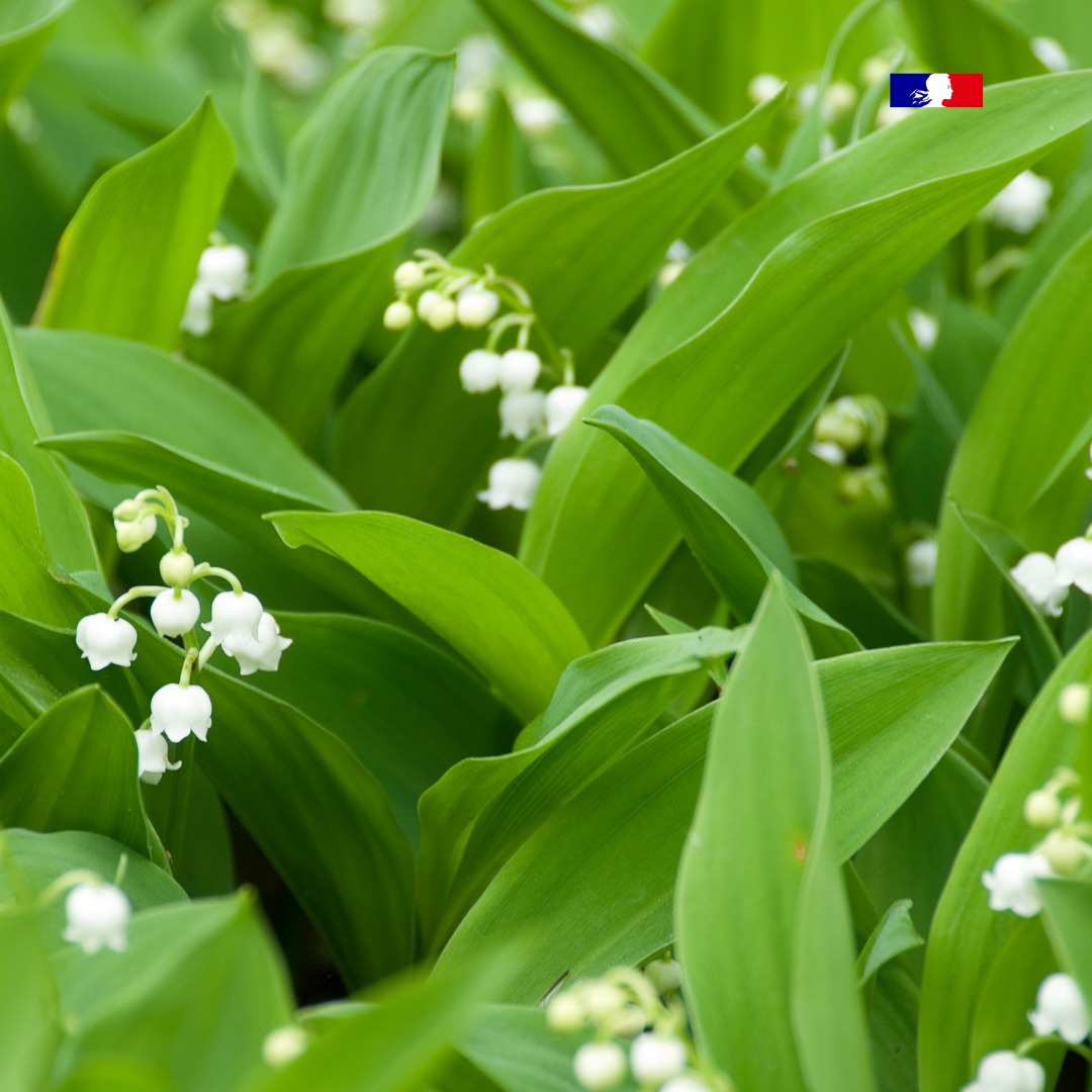 🌸Le muguet est de retour ! Mais attention modération pour les cueillettes. L’#ONF rappelle les règles en #forêt domaniale : ❌ Pas de cueillette à but commercial 👉 Maximum 10 à 15 tiges 👉 Couper, ne pas arracher la tige + d'infos ➡️loom.ly/t0X1l38 ©Getty images