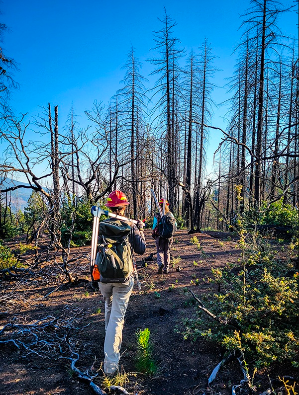 #ArborDay has us thinking of just how resilient trees can be. Even after they are reduced to ashes, saplings can sprout soon after. In some cases, periodic wildfires can shape ecosystems and keep them healthy for both wildlife and native vegetation. 📷Morris C. Johnson, USFS