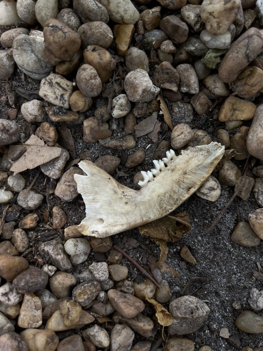 I just found a random jawbone on our playground???? Hello does anyone know what this belongs to