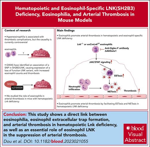 Eosinophils promote arterial thrombosis in hematopoietic LNK deficiency. ow.ly/xkmB50RooPt #thrombosisandhemostasis #phagocytesgranulocytesandmyelopoiesis