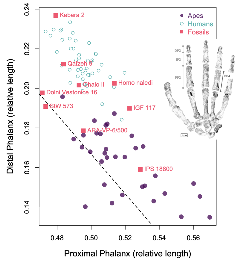 Paper acceptance to end the academic year! @TracyKivell and I examine finger lengths of the complete Homo naledi hand skeleton, from an embryonic development perspective #FossilFriday