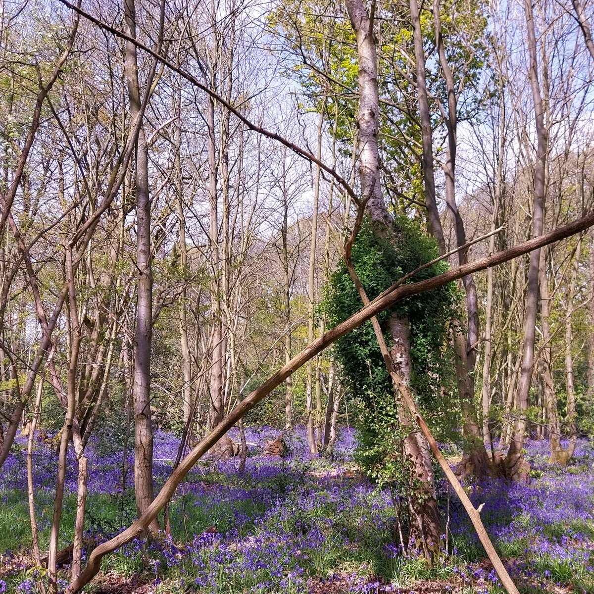 Oh Wow! 💜 Bluebell season has come to High Woods Country Park! Our Park Rangers say this is the weekend to check them out as they're at their peak. You can pick up a map from the Visitor Centre for £1 to locate the best spots to see the incredible display. 🤩
