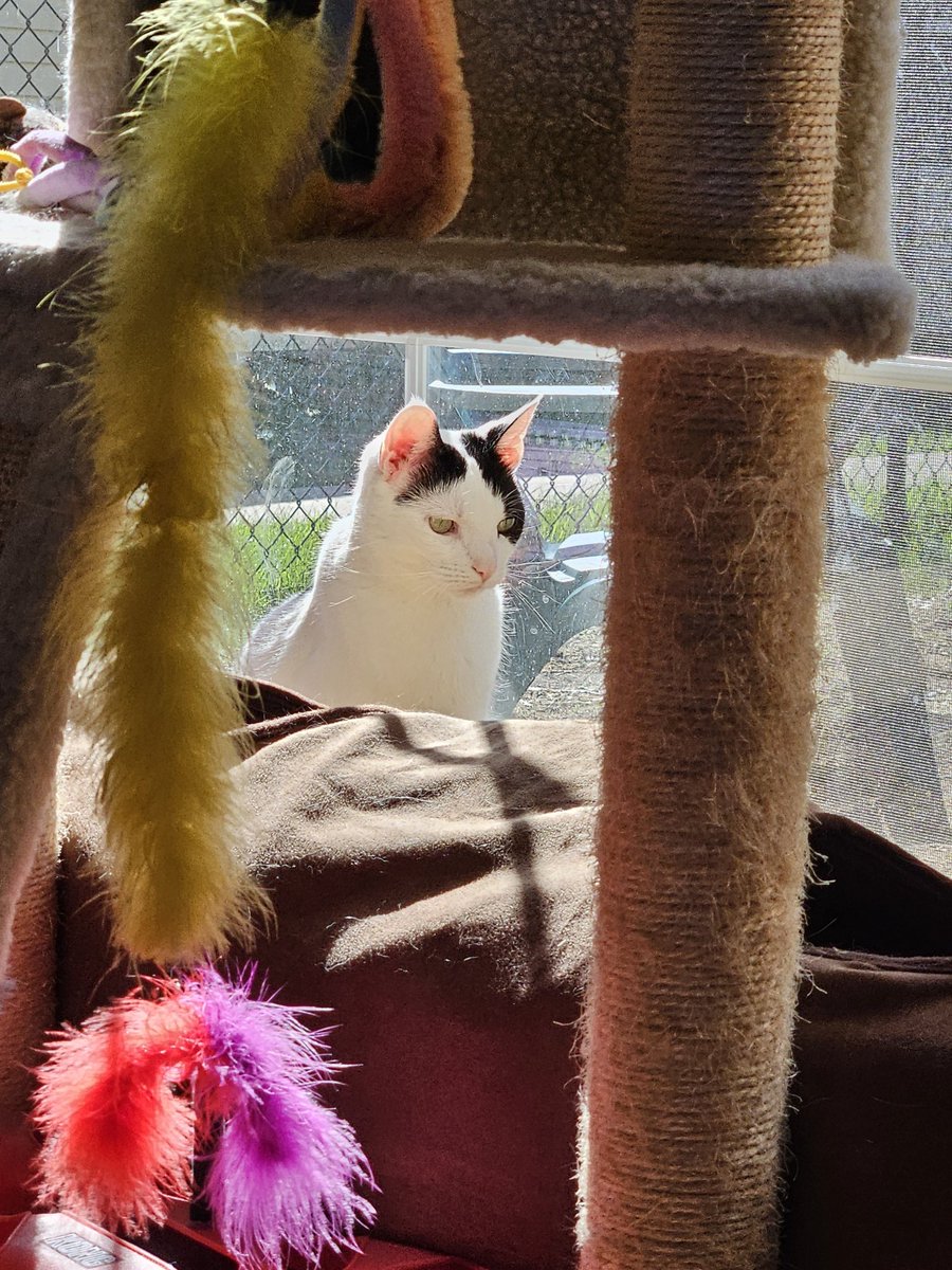 Sitting in the sun this morning. Waiting for my catio to warm up. Meowmy says I can go out there, once it gets warmer! Hope mew have a purrfect #FelineFineFriday! #cowcat #CatsOfTwitterX #AdoptDontShop #StaySafeFurrends