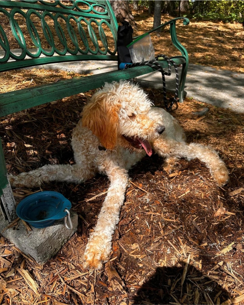 🌟🐾 Happy Sunday Funday to all our furriends in the ATL! 🌞🐾

May your day be filled with belly rubs, tasty treats, and endless adventures! 🐶🐱

Don't forget to share your Sunday fun with us by tagging @atlantapetlife ! 📸✨
🐾Kooper

#SundayFunday #ATLPets #WeekendAdventures