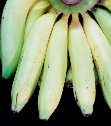 Saving Cavendish: Farmers have a green light to grow the first genetically modified banana nature.com/articles/s4158…