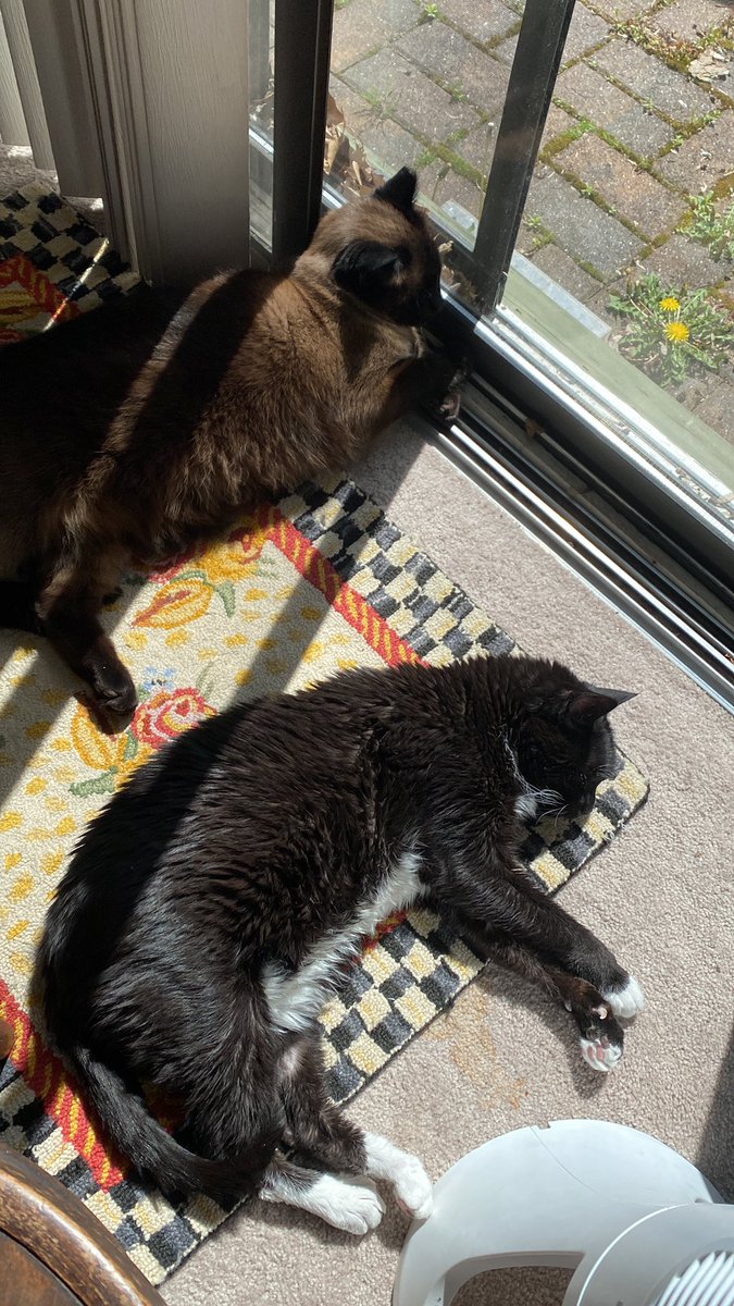 Evidently a good sun puddle trumps feline animosity! The white flag is flying as these boys are laying so close. Love to all, wishing your day is as beautiful as ours.