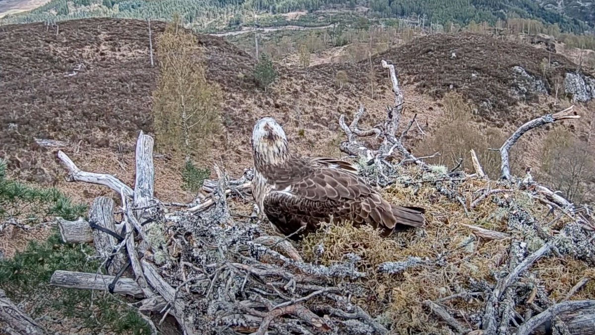 🧵 1/2 Poor Garry hasn't got a girlfriend. 🙁 Let's hope he gets lucky this weekend! 😘 🤞 And if you are on the lookout for a significant other - we hope you get lucky too! 😉 #LochArkaig #OspreyCam