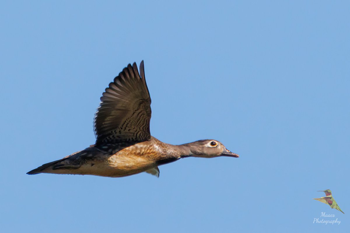 Male and female Wood Ducks (Aix sponsa) inflight.
Canon EOS R7 
Sigma 150-600mm C 
.
.
.
#woodduck #Aixsponsa #Carolinaduck #perchingduck #waterfowl #waterbird #duck #fishduck #DrakeWoodduck 
#birdwatchingphotography #birdwatching #birdphotos #birdphotography