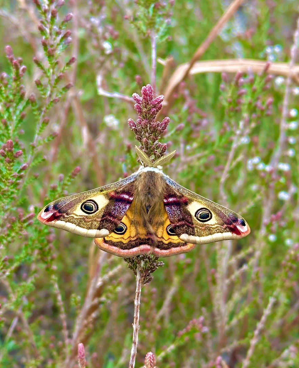 Emperor moth today at whixall moss! @ShropsWildlife @BC_WestMids @savebutterflies