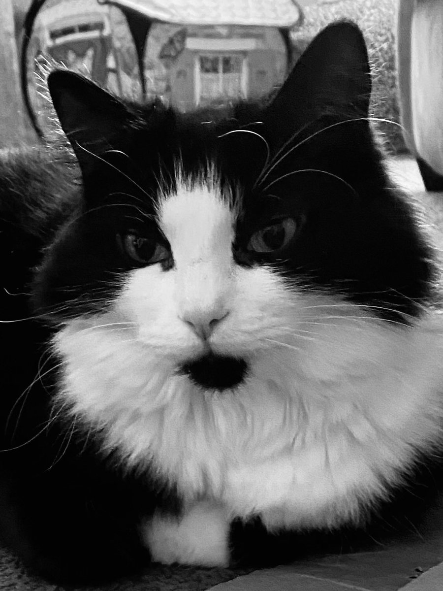 🖤🤍Cat’s greatest weapon is a keen
         👁️, & her greatest ally is the 
          dark🖤🤍 ~ Noir Quote

#CatsNoirFriday  #CatsOfTwitter #CatsOfX #TuxedoCats #NoirPhotos 
#CatsAreCool #CatLover #Cats #AdoptedCats -#NoirCats