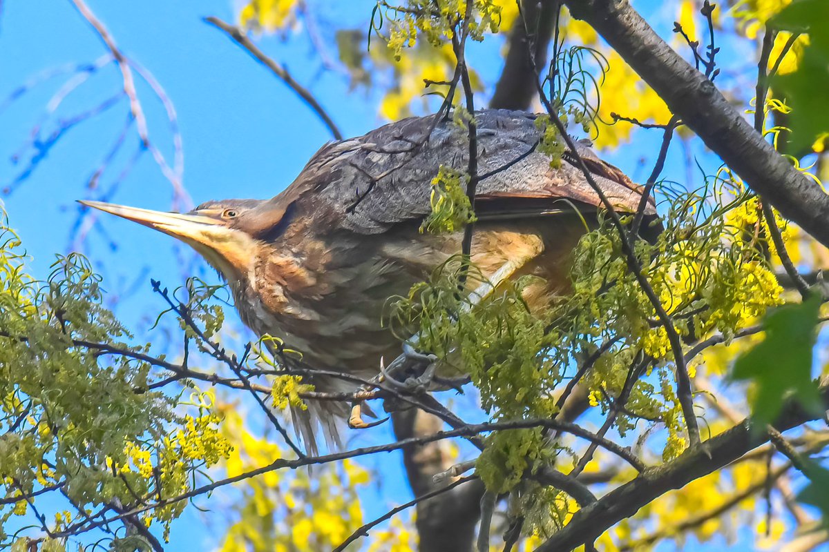 An American bittern, basking in the late afternoon sun high up a tree in the Central Park Ramble yesterday. #americanbittern #BirdsSeenIn2024