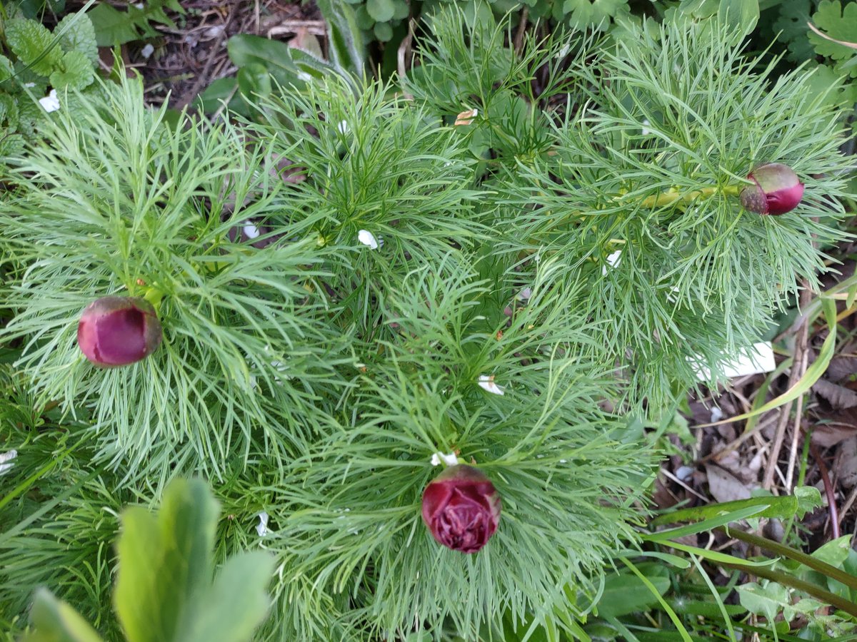 first peonies have already bloomed, yellow Paeonia mlokosewitschii bloomed first, the second Paeonia anomala is from Siberia from the site of the Tunguska meteorite impact, Paeonia tenuifolia is about to bloom. Other peonies still have time, I love peonies, they are so beautiful