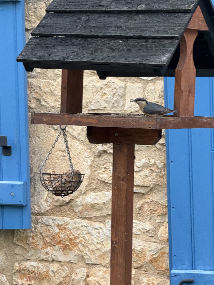 Sittelle (Nuthatch) I think, refuelling on my bird table just now.