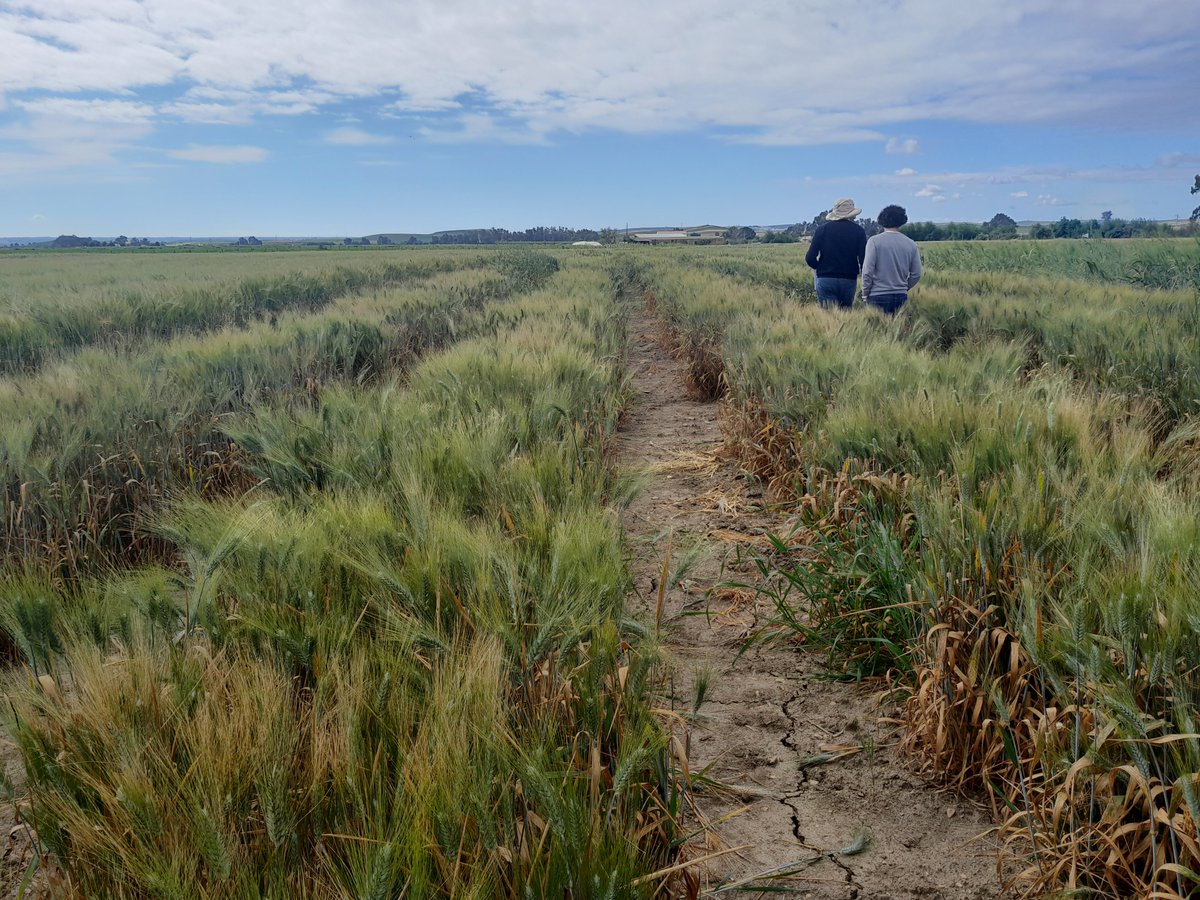 Rainy year, high incidence of STB. Visit <a href="/AgrovegetalSA/">Agrovegetal SA</a> fields with <a href="/SolisMIgnacio/">Ignacio Solís Martel</a> and Julio Isidro