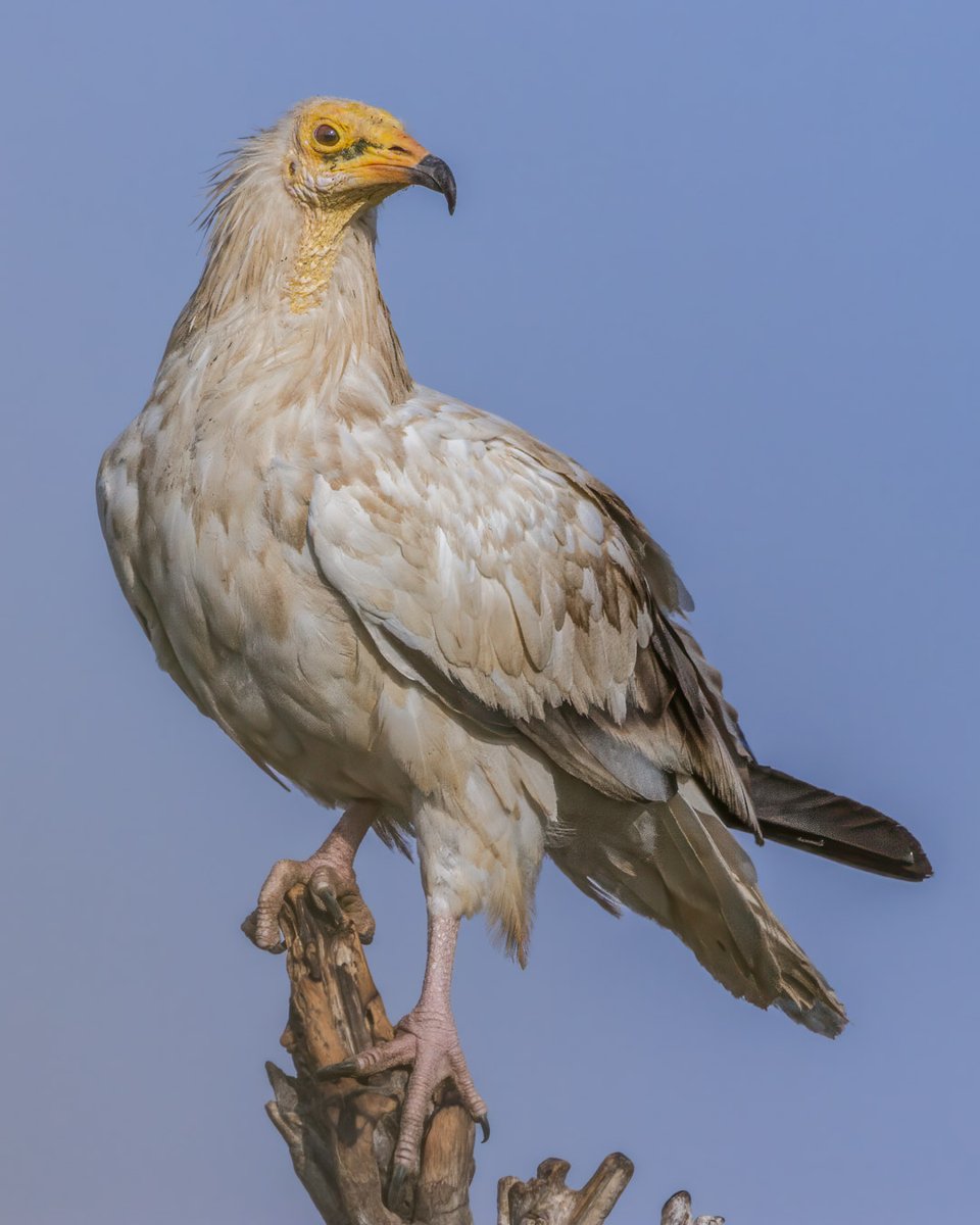 samthebirder tweet media
