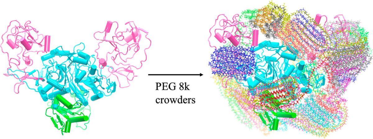 Crowding agents are used to mimic intracellular environments, capturing biomolecules in more native conditions. Liebau et al. study the impact of different PEGs on tRNA synthetase, finding disparate impacts depending on length. pubs.acs.org/doi/10.1021/ac… @UWEC_chem @OhioState