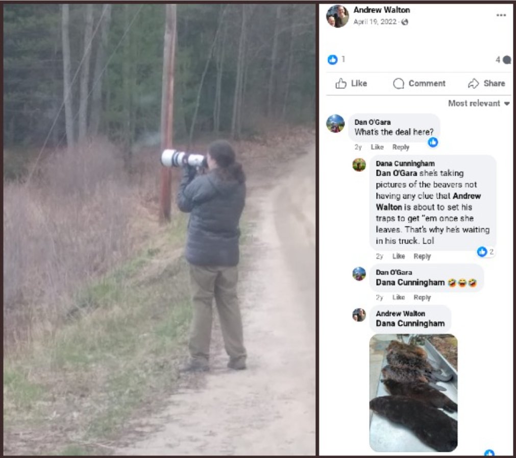 A wildlife photographer was taking pictures of beavers while a NH trapper was waiting for her to leave so he could trap those beavers and 'get em' once she is gone. It's just a joke to them. Wildlife means nothing to trappers. #BanTrapping #TrappingIsCruel