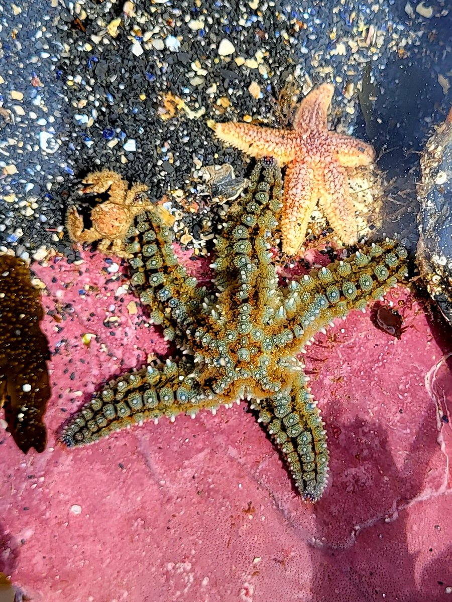 A Spiny Starfish (Marthasterias glacialis), a Common Starfish (Asterias rubens) and a Broad Clawed Porcelain Crab (Porcellana platycheles) holding hands/legs. County Clare, Ireland.