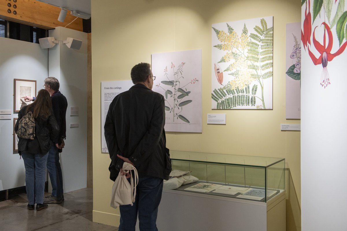 📢LAST CHANCE TO SEE 📢 Connecting Histories, our current exhibition in the John Hope Gateway Gallery, has been extended until 6 May! Don’t miss your chance to see this unique presentation of Indian botanical drawings. 📅 6 May 2024  ⏰Open daily 🎟️Free @TheBotanics