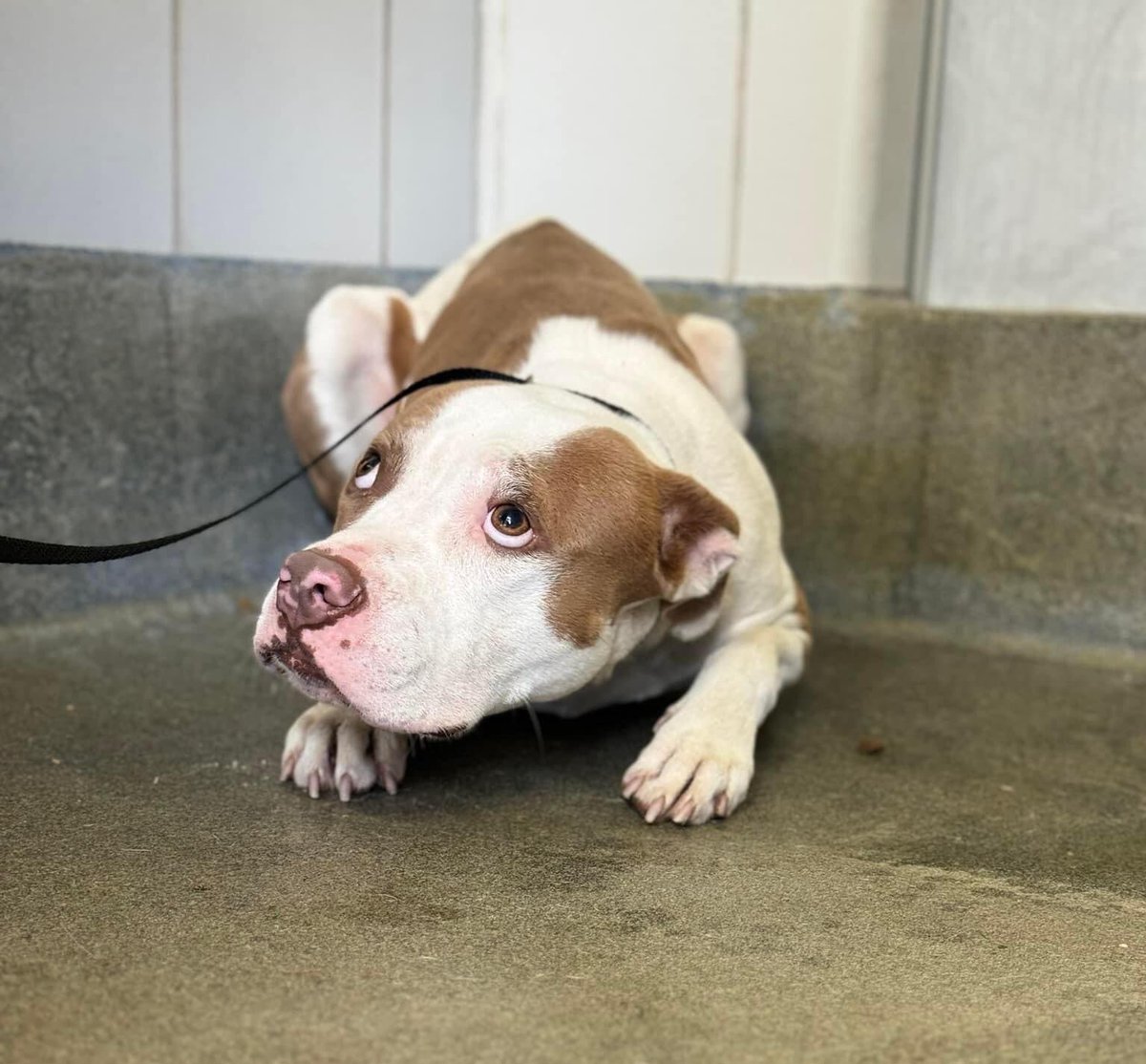 🆘 THIS SWEET AMSTAFF MOUSEY 💘 #A710481 IS TBK TODAY 4.26 AT SA ACS TX‼️

In the pictures it was her before going out to take some fresh air.
She’s very endearing. Initially shy but quickly warms up. 

#Foster/#AdoptDontShop 
☎️2102074738
#PledgeForRescue 🙏🏼