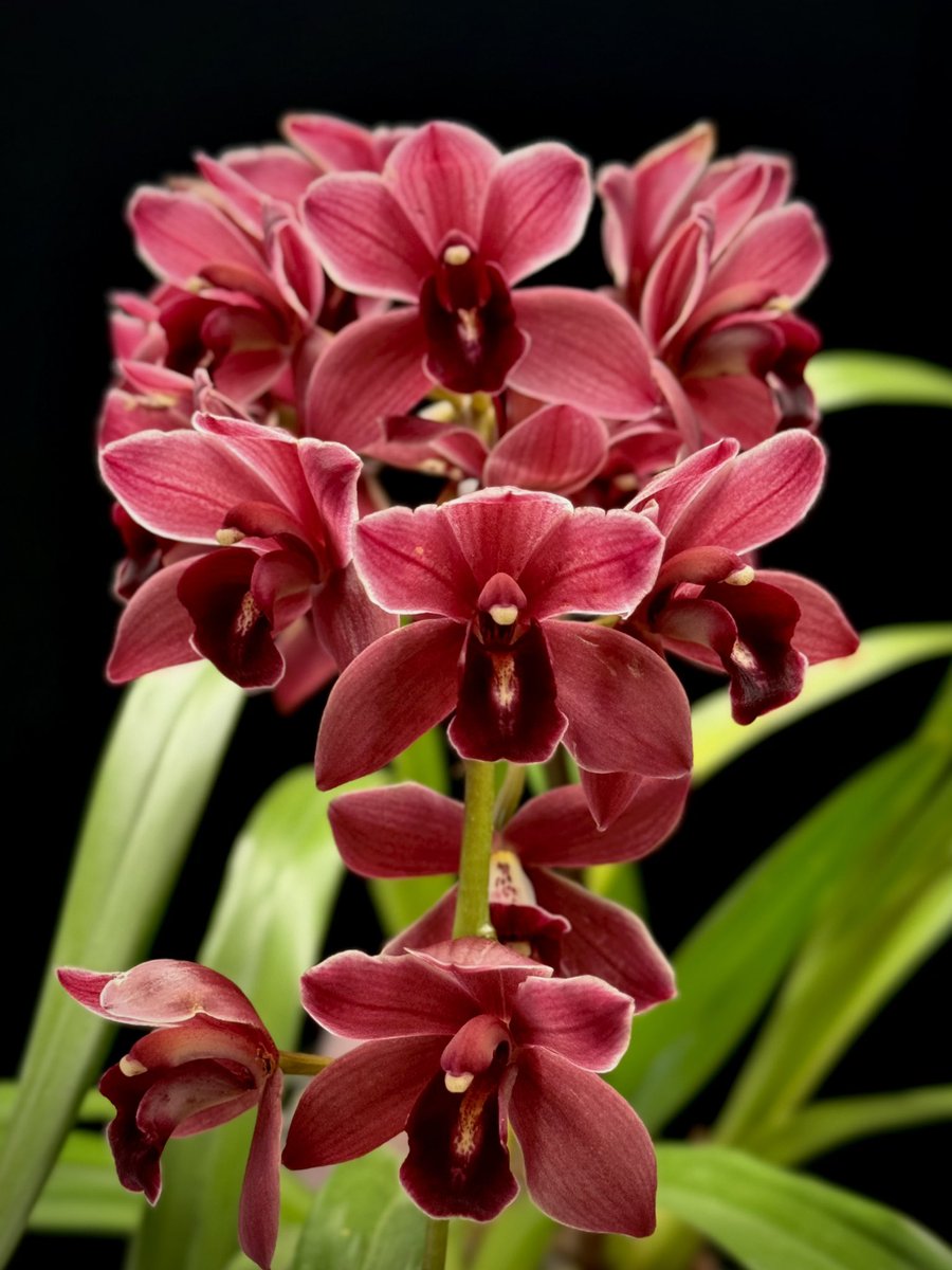 I’m pimping this orchid again now that all the flowers are open and the days are numbered for this spike.

Cymbidium Phar Lap ‘Darin Ishitani’

🌱sky #orchids #gardening #plants #houseplants #flower 🌴📷