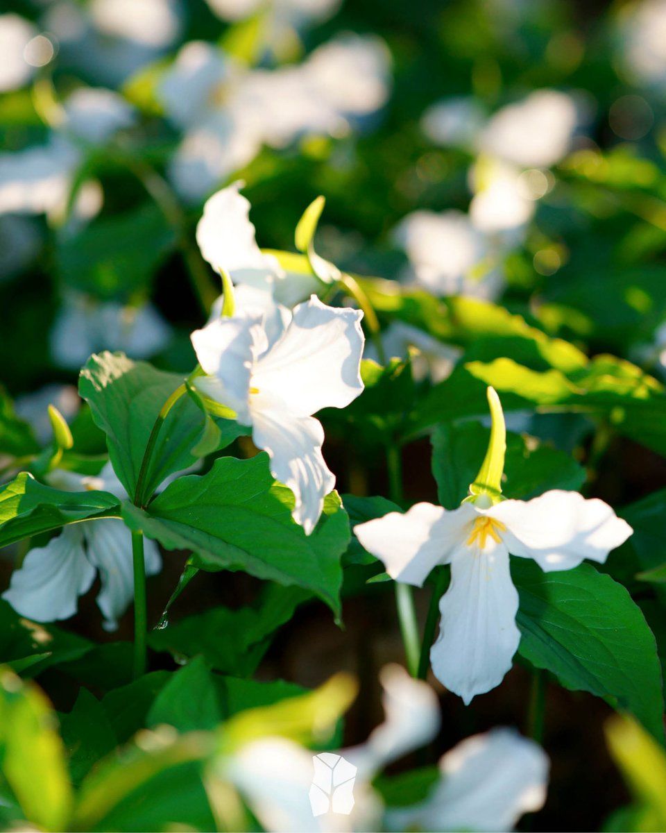 It’s almost trillium season here in Muskoka! 

Fun facts about Trilliums: 
• Ants primarily disperse trillium seeds 
• White Trilliums are White-Tailed Deers’ favourite food!

Learn more 👉 ontarioparks.ca/parksblog/tril…

#muskokaliving #muskoka #muskokalakes #ontariolandscaping