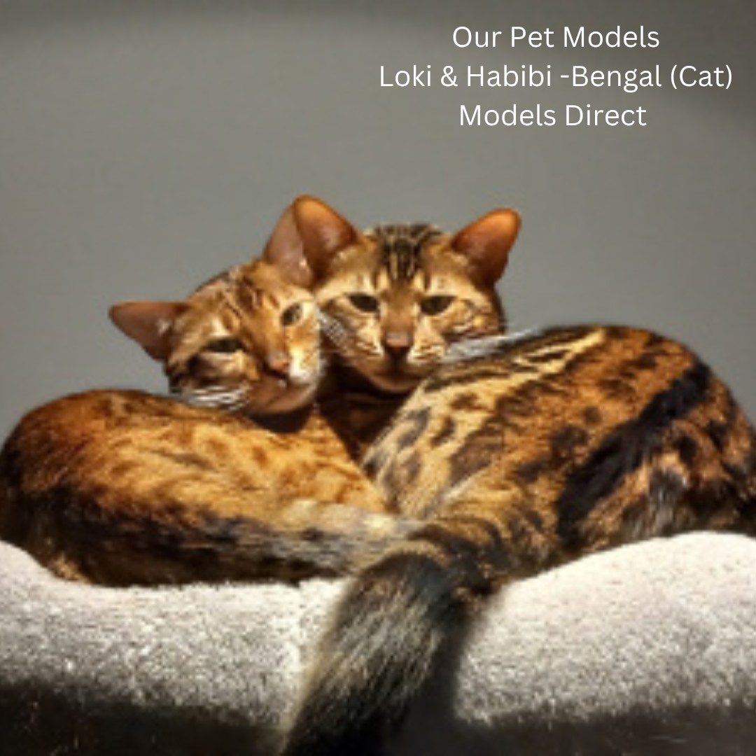 Our Pet Model Bengal Loki & Habibi (Cat)

#petmodels #modelsdirect #modelling #agency #images #portfolio #bookamodel #hireamodel #pets #cats #bengalcat