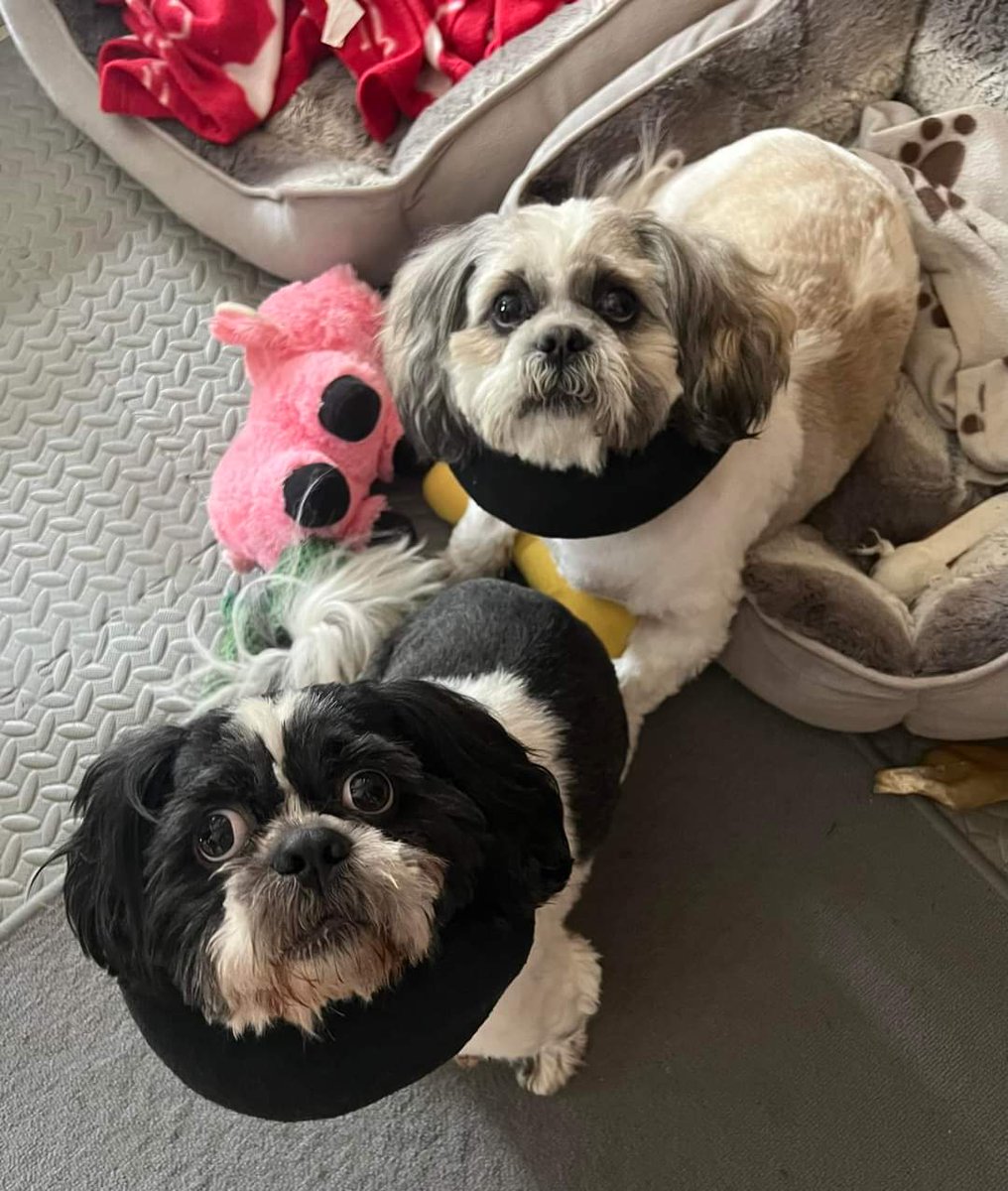 PJ and Mickey in their soft collars after their operations yesterday. Get well soon boys 🩵🩵

If you wish to help the rescue you can donate following the link below and find out more about EasyFundraising. Thanks

shihtzuactionrescue.com/fundraising

#shihtzuactionrescue #dogrescue #donate