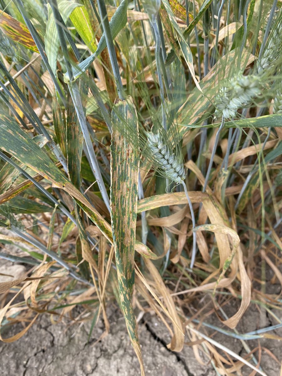Reunión de coordinación del proyecto #WheatRes 
Por fin, a la tercera, tenemos una buena infestación natural de Zymoseptoria tritici en los ensayos de trigo duro de <a href="/AgrovegetalSA/">Agrovegetal SA</a> en #CampodeTejada
<a href="/AndreaSVallet/">Andrea SanchezVallet</a>