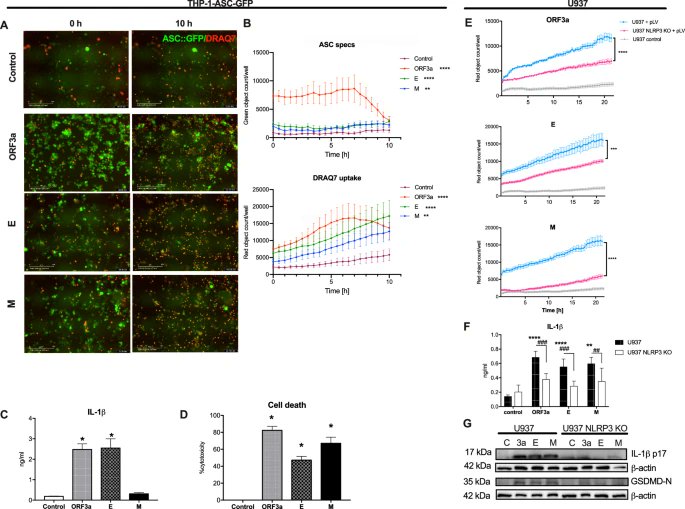 3) The viroporins were shown to activate the NLRP3 inflammasome in human macrophage cell lines, leading to pyroptosis-like cell death and IL-1β release. This activation was dependent on NLRP3 to some extent.