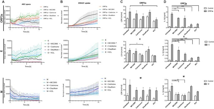 4) Expression of the viroporins induced pyroptosis-like cell death in immortalized human bronchial epithelial and endothelial cells, though they did not trigger ASC speck formation.