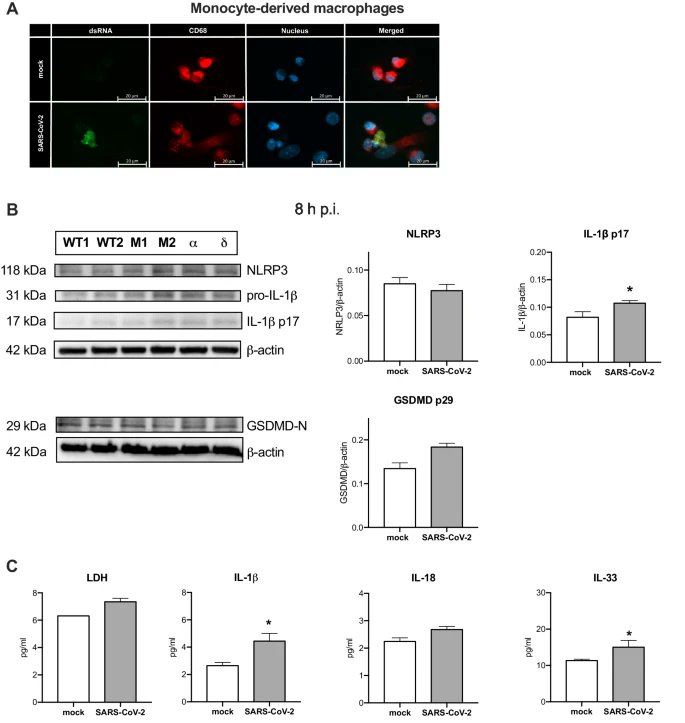 7) Endothelial cells expressed pro-IL-1α upon viroporin expression or SARS-CoV-2 infection. This suggested IL-1α from endothelium could drive pulmonary immunothrombosis in COVID-19.