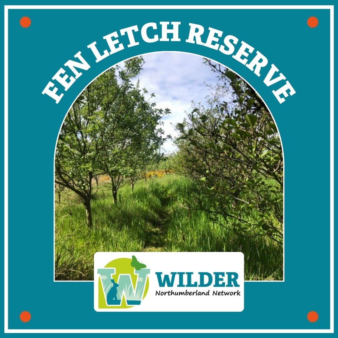 Introducing Fen Letch, a restored open cast farmland with new native plantation, wetland and ponds. The reserve is 135 acres of which, 60 acres were poor quality arable fields and, 75 acres which are now recently planted with native trees. #WilderNorthumberland #NatureRecovery