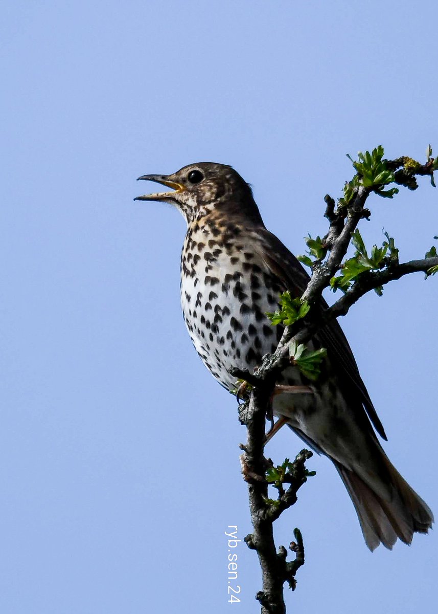 #Worcestershire 
Song Thrush.... 
In full song
