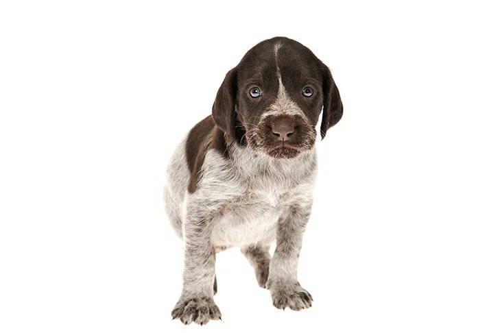 @TheRickWilson How does a wirehaired pointer like the one Kristi Noem killed because she was disappointed in her own failure to train it look like, you may ask?