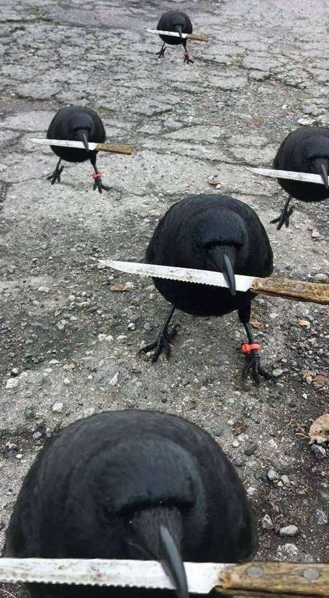 crow with knife