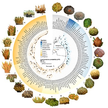 Using #phylogenomic analyses + spatial-temporal dynamics and global #environmental data, Liu et al. highlight the importance of both #evolutionary and #ecological data for studying mechanisms of global #biodiversity. doi.org/10.1111/jipb.1… @wileyplantsci #PlantSci #Cycas #cycads