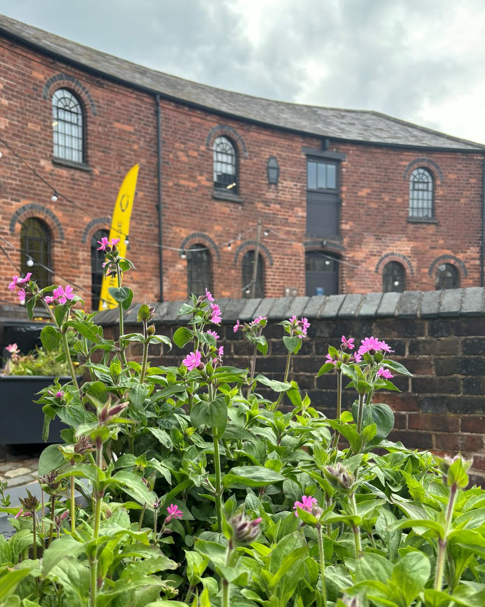 Visiting the Roundhouse this week? Check out all the gorgeous flowers popping up around our courtyard. 🌻 We have seeds available in our Visitor Centre which could bring some wildlife to your home. Open 9:30am - 4:30pm. #SeeTheCityDifferently #Birmingham #VisitorCentre