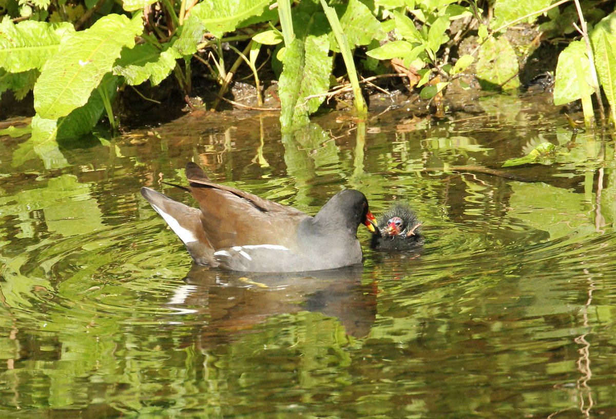 Our garden #Moorhen chicks left the nest this afternoon in #Hessay, at least 6 (C7). They can look quite scary at this stage. Let's hope we can get them big enough for @ellisethan to colour ring @YorkBirding @Au_Erithacus