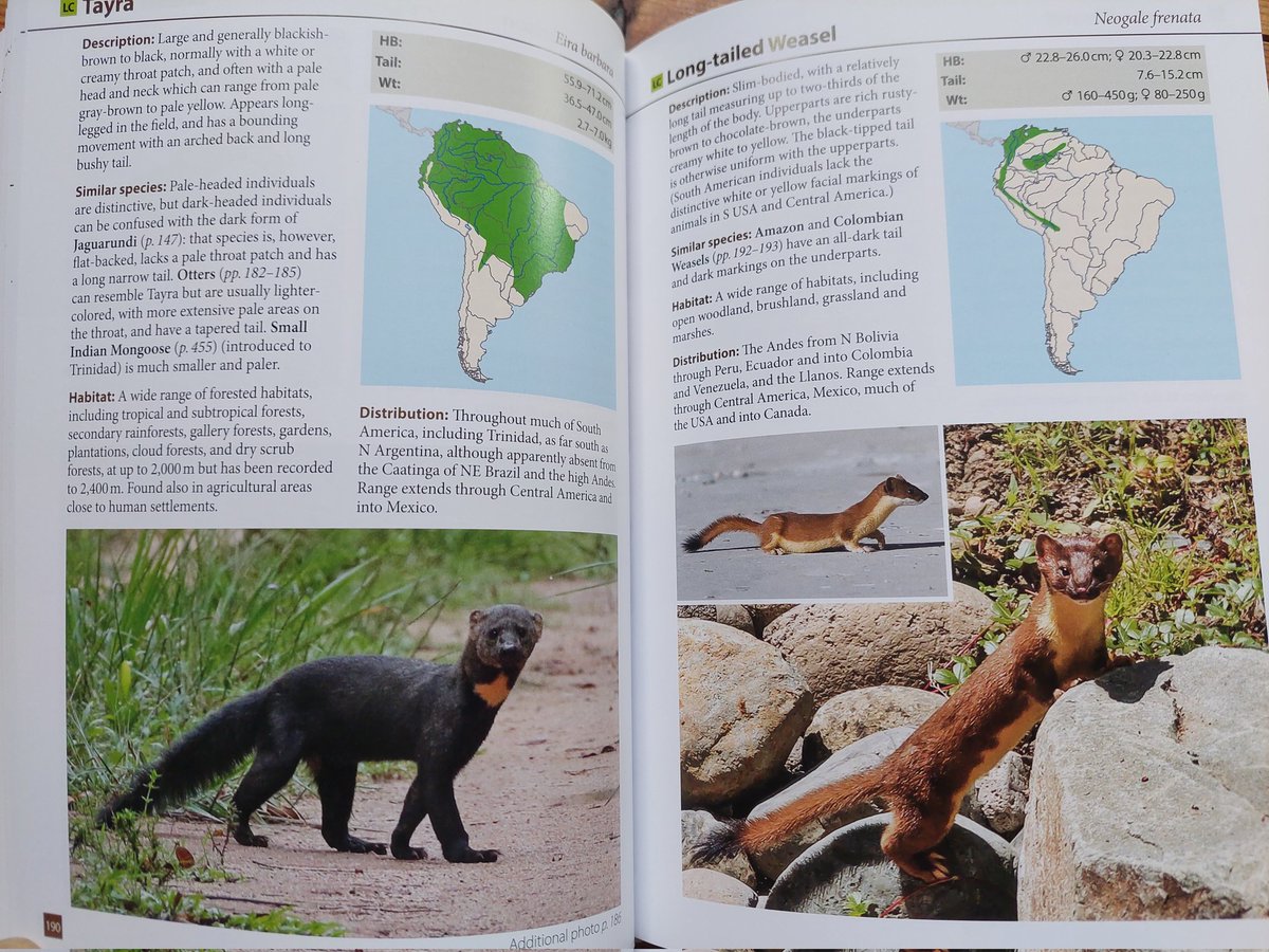 Just back home to a review copy of the new @WILDGuidesBooks 'Larger Mammals of South America' from @PrincetonUPress—that's still 420 species larger than cavies / smaller opossums. Impressive effort to fill a vacant field guide niche. @PrincetonNature #PUPintheWild