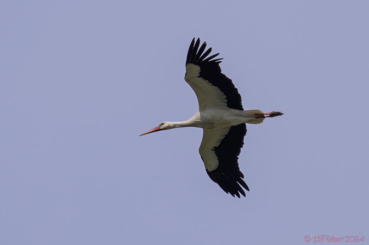 Had a bit of a surprise as I was leaving @WWTWelney this afternoon, looked up to see this White Stork gliding South at a fair speed, shame about the horrendous heat haze…