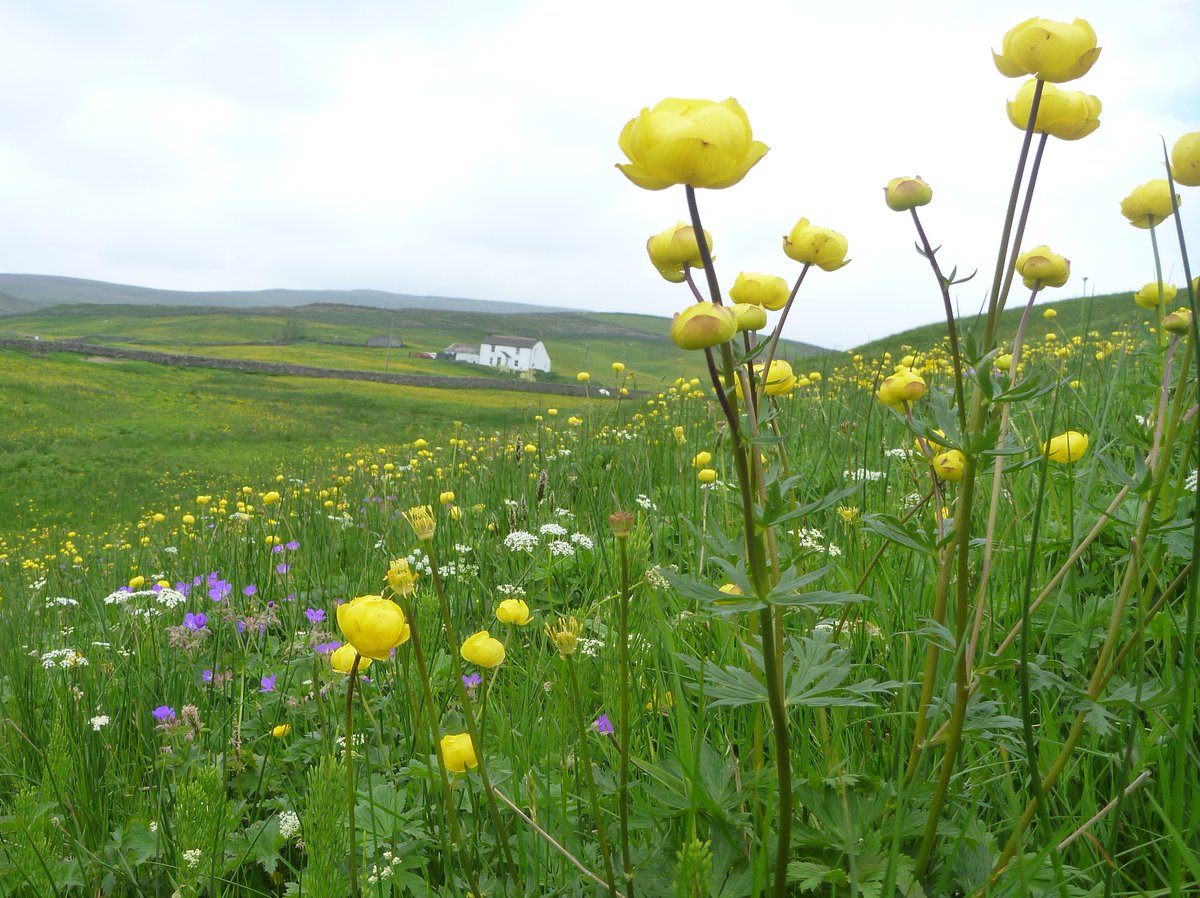 Our latest #northpenninesnationallandscape newsletter has just been issued with details of North Pennines NatureFest, news of job and trainee opportunities, historic research training workshops. northpennines.org.uk/north-pennines… #northpennines #naturefest