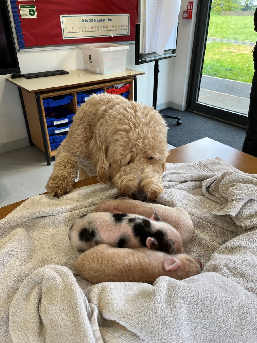 Benji has had a great day making our piglet visitors feel welcome.
