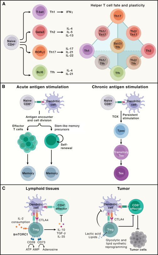 Review: Principles and therapeutic applications of adaptive immunity: Cell cell.com/cell/fulltext/… #immunology via <a href="/CellCellPress/">Cell</a>