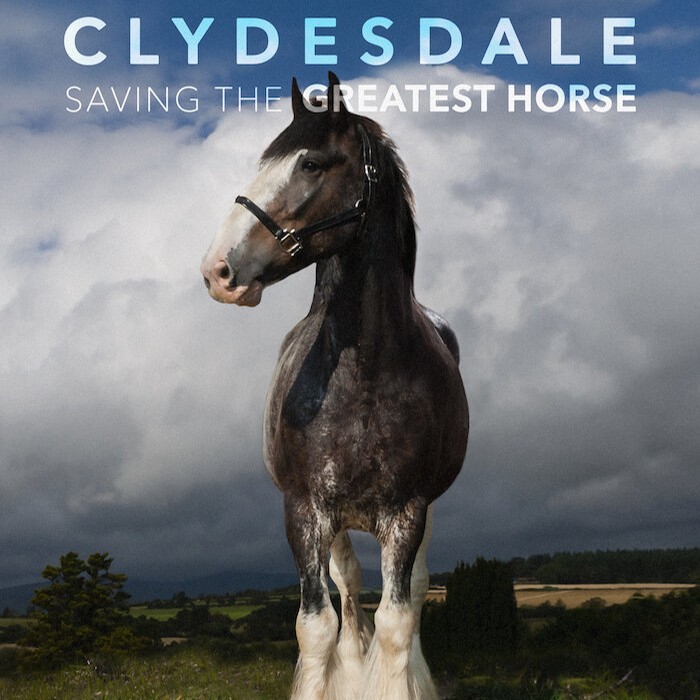 On Monday evening come along to the World Premier of CLYDESDALE: SAVING THE GREATEST HORSE! Join Janice as she embarks on an unprecedented two-year quest that will alter her life and change the destiny of an entire breed. Get your tickets here: pulse.ly/jy6rjbrhcd