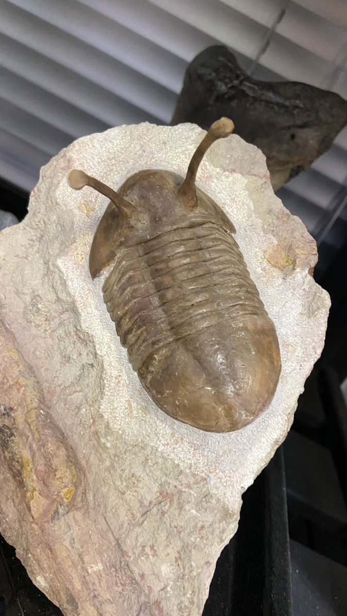 ammonite & trilobite fossils from insect exhibition in moscow