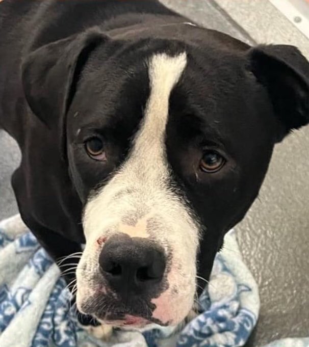 🆘 SWEET, GENTLE DOG KING #A710315 (2yo M, 57.8lb, hw-) WITH THE MOST ADORABLE UNDERBITE IS TBK TODAY 4.26 BY SA ACS TX‼️ He’s very resilient as he’s slowly recuperating from his injuries. He loves affection & he’d gladly sit on your lap! #Foster/#Adopt ☎️2102074738 #Pledge 🙏🏼