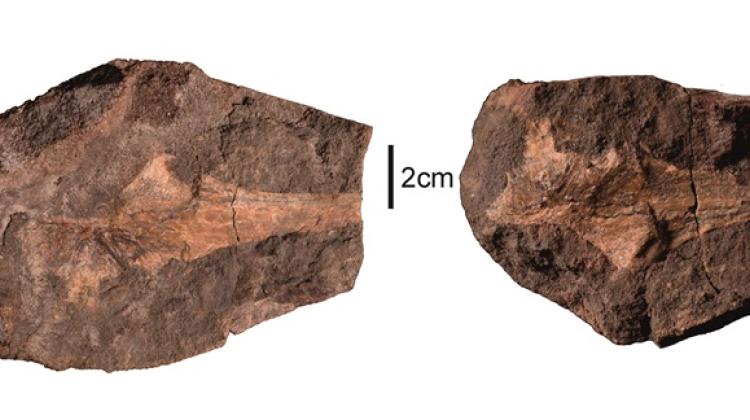 #Trematosaurs, early Triassic #amphibians that resembled today's #crocodiles, lived also in the areas of today's Poland 250 million years ago, researchers from @IPaleoPAN and @BiolUW have shown. #Triassic #stryczowice #paleobiology #paleontology   
scienceinpoland.pl/en/news/news%2…